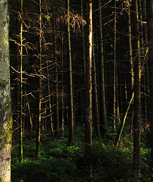 Wald bei Englisweiler